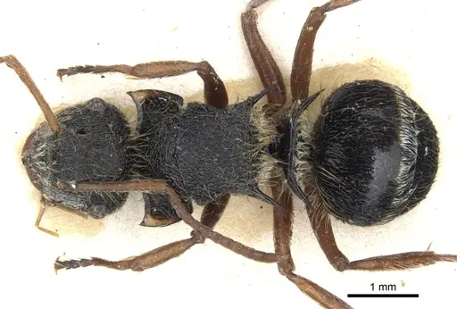 Polyrhachis cingula specimen