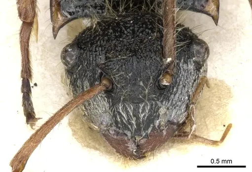 Polyrhachis cingula specimen