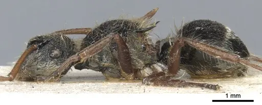 Polyrhachis cingula specimen