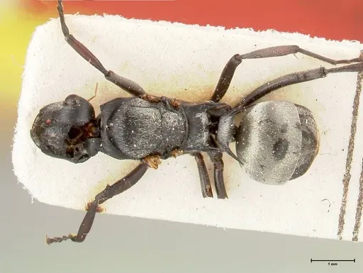 Polyrhachis circumdata specimen