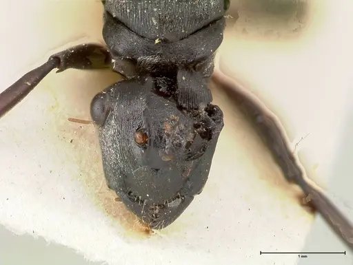 Polyrhachis circumdata specimen