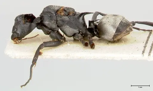 Polyrhachis circumdata specimen