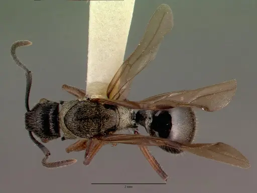 Polyrhachis clarkei specimen