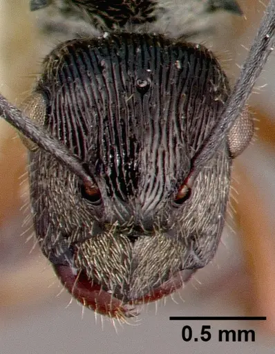 Polyrhachis clarkei specimen