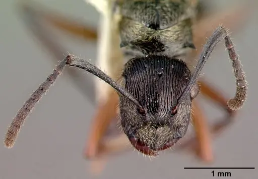 Polyrhachis clarkei specimen