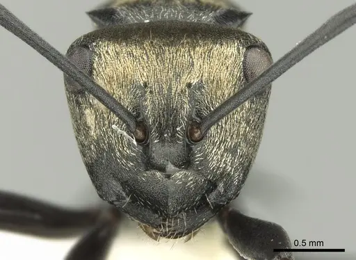 Polyrhachis cleopatra specimen