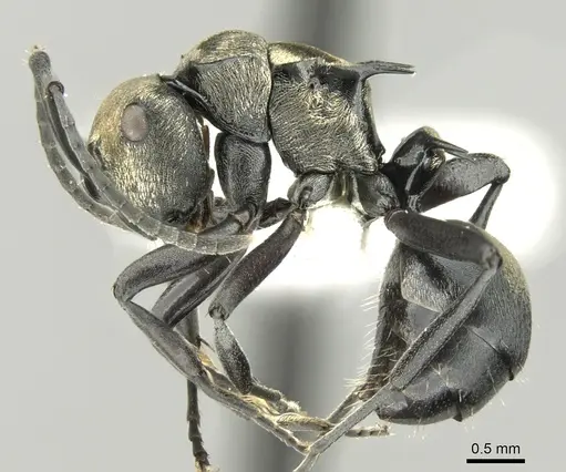 Polyrhachis cleopatra specimen
