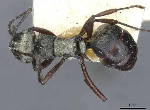 Polyrhachis cleopatra - CASENT0910842