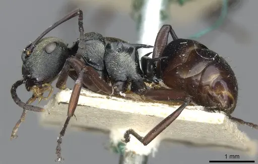 Polyrhachis cleopatra - CASENT0910842