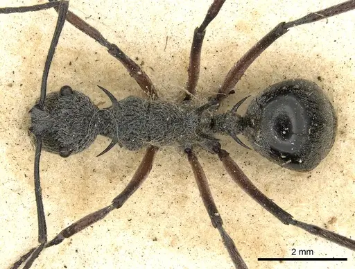 Polyrhachis cleophanes specimen