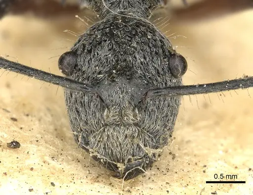 Polyrhachis cleophanes specimen