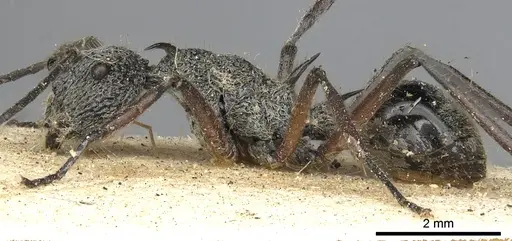 Polyrhachis cleophanes specimen