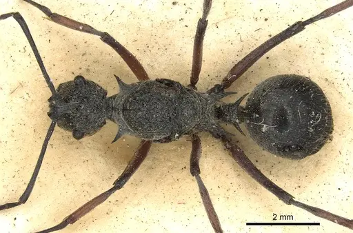 Polyrhachis cleophanes - CASENT0901870