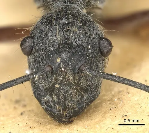 Polyrhachis cleophanes - CASENT0901870