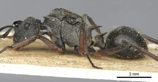 Polyrhachis cleophanes - CASENT0901870