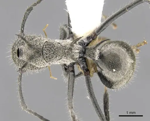 Polyrhachis cleophanes - CASENT0906781