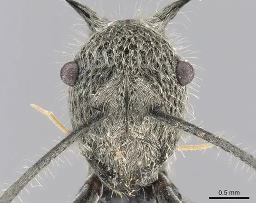 Polyrhachis cleophanes - CASENT0906781