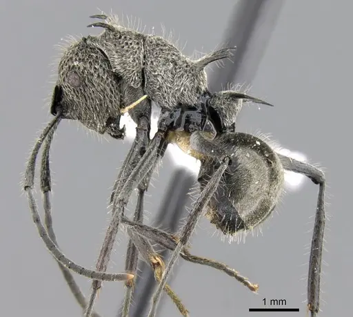 Polyrhachis cleophanes - CASENT0906781