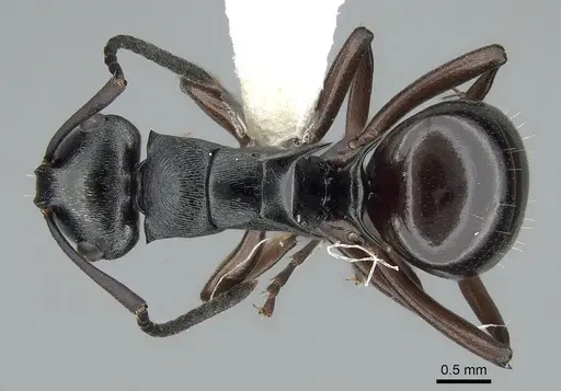 Polyrhachis clio specimen