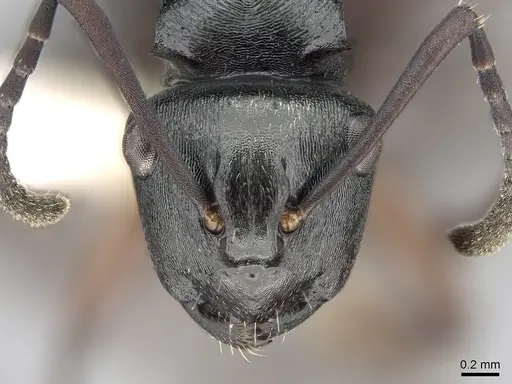 Polyrhachis clio specimen