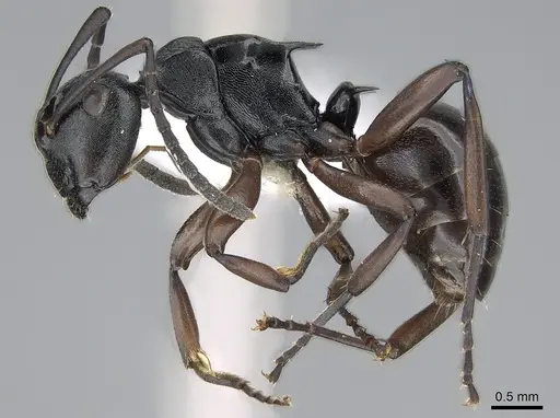 Polyrhachis clio specimen