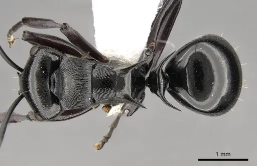 Polyrhachis clio - CASENT0281434