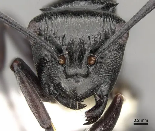 Polyrhachis clio - CASENT0281434