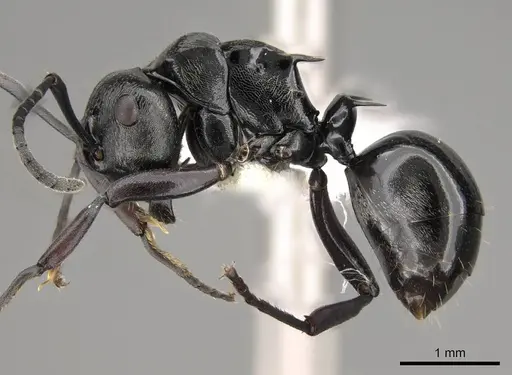Polyrhachis clio - CASENT0281434