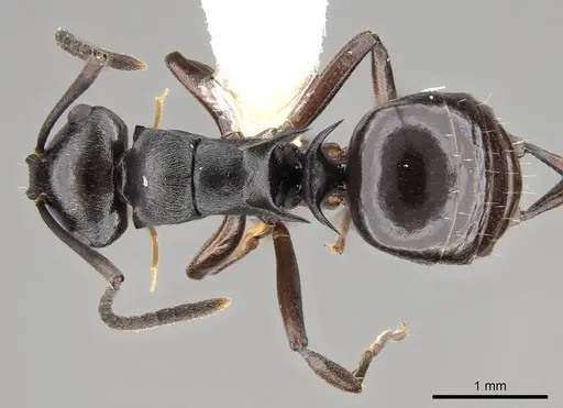 Polyrhachis clio - CASENT0281435