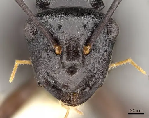 Polyrhachis clio - CASENT0281435