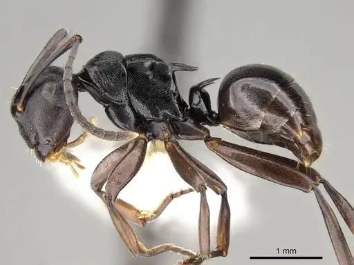 Polyrhachis clio - CASENT0281435