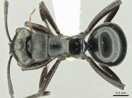 Polyrhachis clio - CASENT0906728