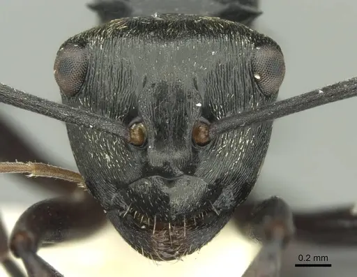 Polyrhachis clio - CASENT0906728