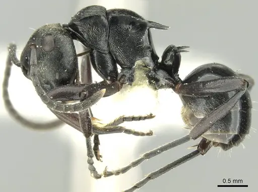 Polyrhachis clio - CASENT0906728
