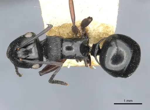 Polyrhachis clio - CASENT0910841
