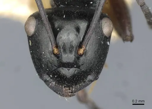 Polyrhachis clio - CASENT0910841