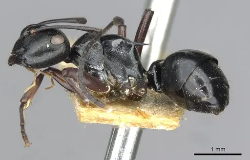 Polyrhachis clio - CASENT0910841