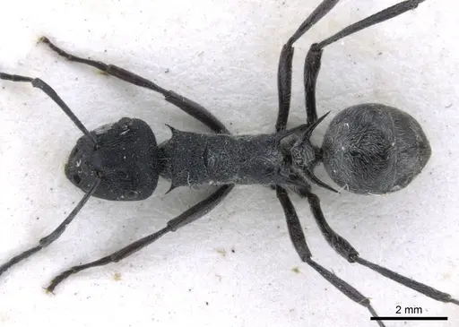 Polyrhachis clotho specimen