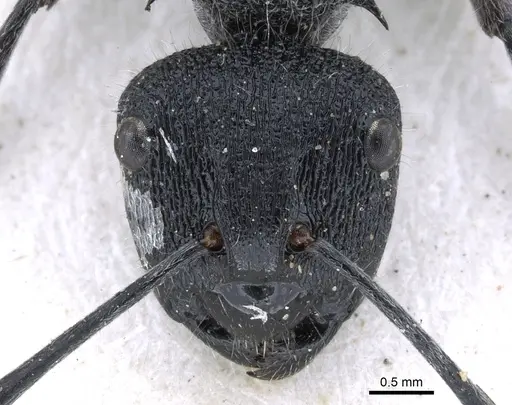 Polyrhachis clotho specimen