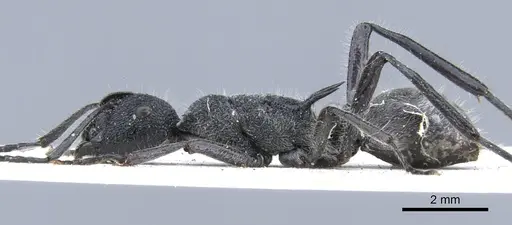 Polyrhachis clotho specimen