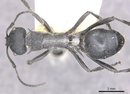 Polyrhachis clotho - CASENT0910884