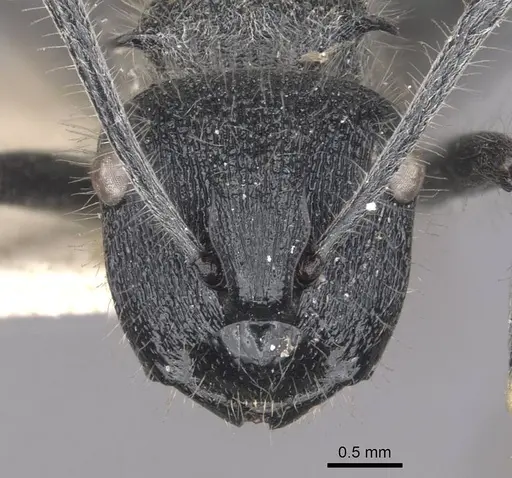 Polyrhachis clotho - CASENT0910884