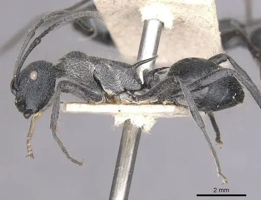 Polyrhachis clotho - CASENT0910884