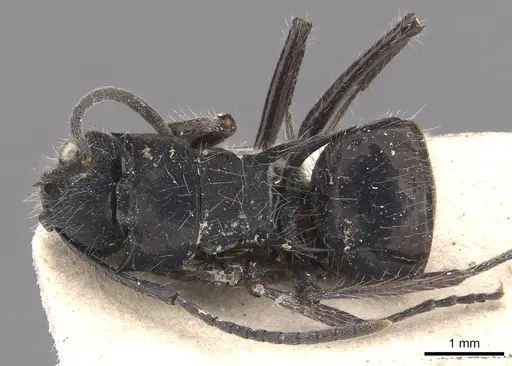 Polyrhachis coerulescens specimen