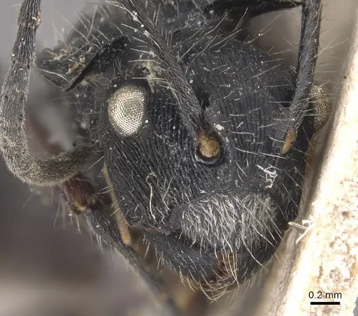 Polyrhachis coerulescens specimen