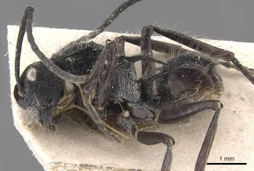 Polyrhachis coerulescens specimen