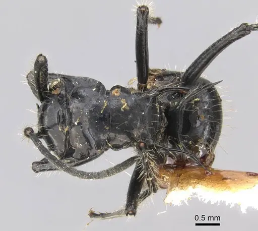Polyrhachis coerulescens - CASENT0906750
