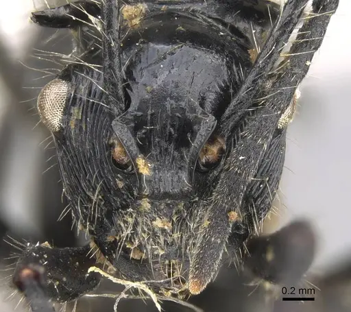 Polyrhachis coerulescens - CASENT0906750