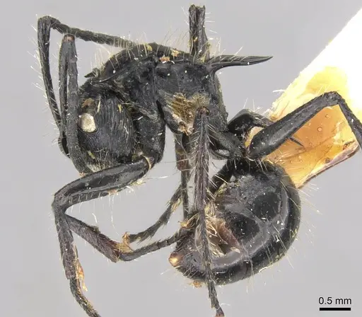 Polyrhachis coerulescens - CASENT0906750