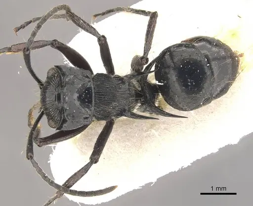 Polyrhachis coerulescens - CASENT0910836